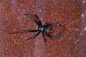 Latrodectus_hasselti_D3454_Z_90_Karinji NP_Australie